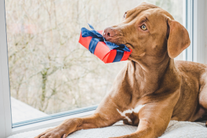 Le top 5 des cadeaux à offrir aux amoureux des chiens