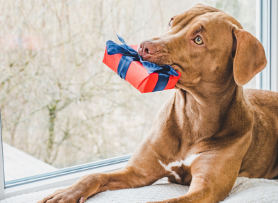 Le top 5 des cadeaux à offrir aux amoureux des chiens